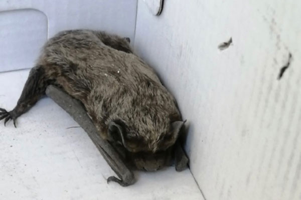 Каменцы спасли замерзавшую летучую мышь