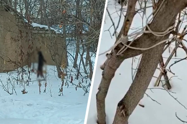 Дикая история в Каменске-Уральском: живодеры повесили на дереве кошку. К месту трагедии ведут детские следы...