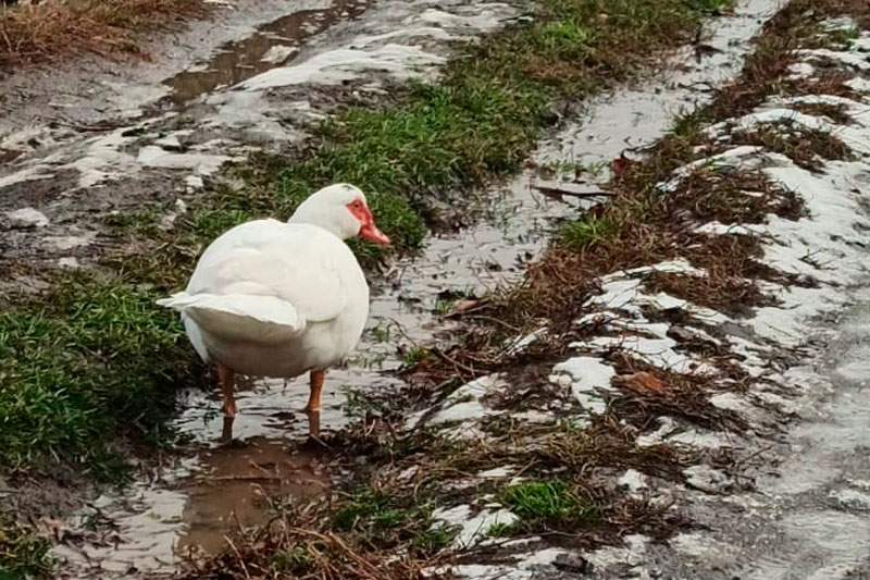 «Серая шейка» по-каменски: на Исети у деревни плавает «то ли утка, то ли индоутка». Говорят, не домашняя, но людей подпускает