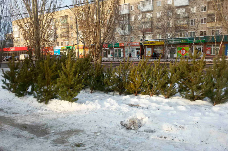 В субботу в Каменске-Уральском открываются елочные базары. Рассказываем, где можно купить зеленую лесную красавицу. ОПРОС