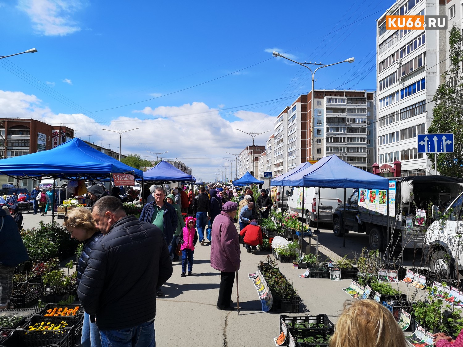 Садоводы и огородники собрались на ярмарке в Каменске-Уральском — торговались с фермерами за саженцы, присматривались к кроликам и цыплятам