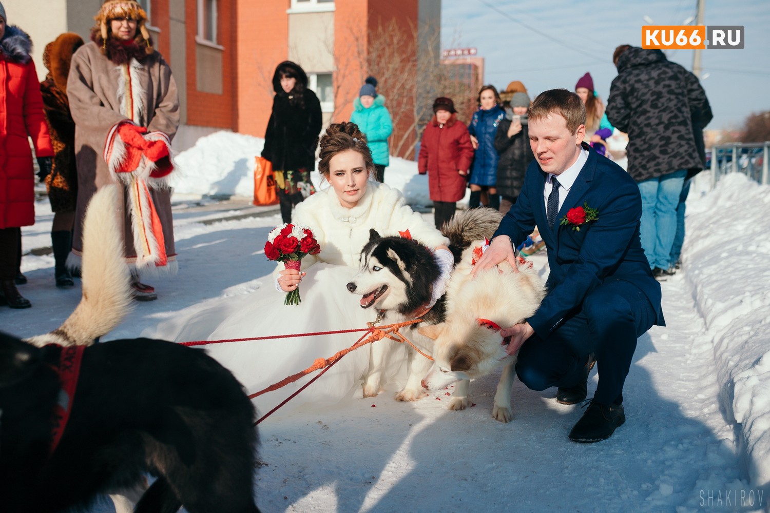 Необычную свадьбу устроили паре из Каменска-Уральского – в ЗАГС молодожены приехали... на собачьей упряжке! Смотрите, как это было