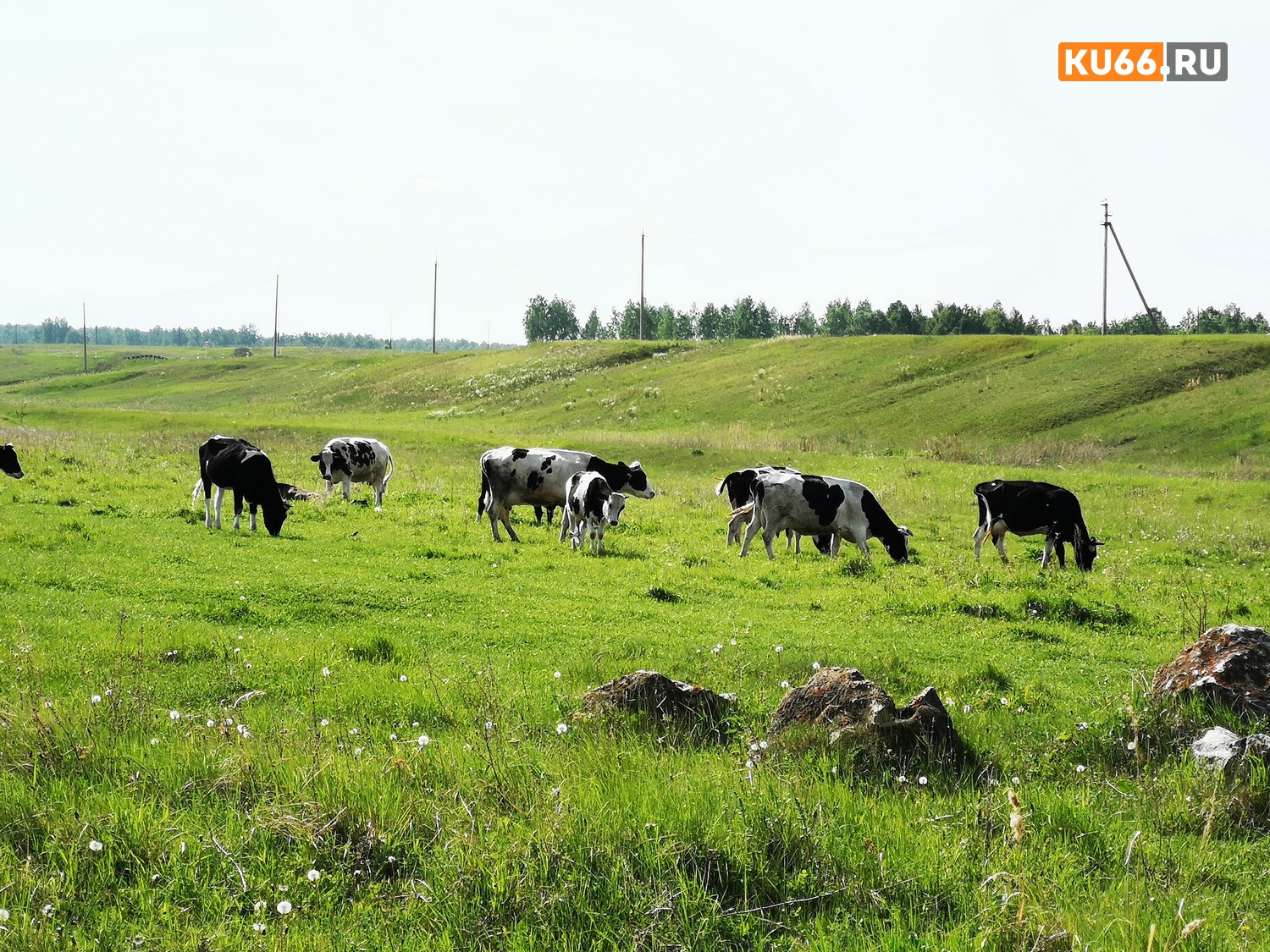 Корову стоимостью 67 тыс. руб. пытались увести с пастбища у дер. Мухлынина под Каменском-Уральским взрослый мужчина и юноша...
