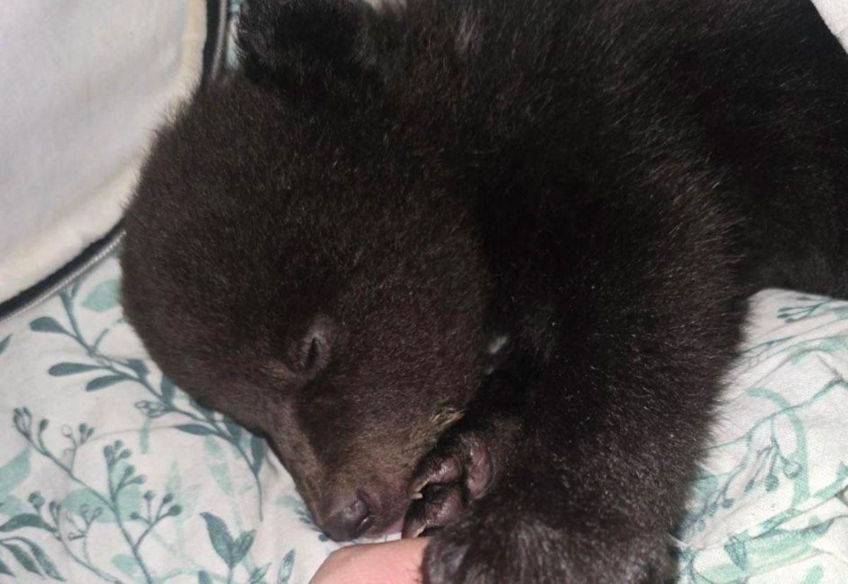 В Екатеринбурге оставили в коробке трёх медвежат, их забрал центр спасения животных | Трёх сирот-медвежат нашли у ворот екатеринбургского центра спасения животных