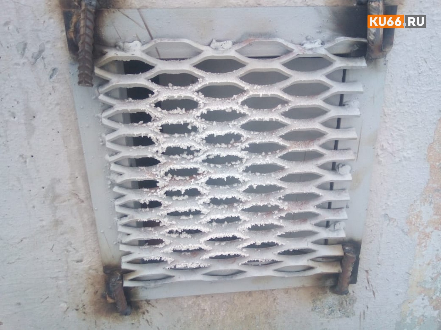 В Каменске-Уральском замуровали около десятка кошек в подвале дома. Жильцы бьют тревогу: «Животные умирают, стоит дикая вонь...»