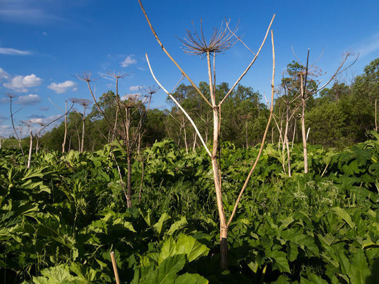 Москвич дотронулся до борщевика и умер