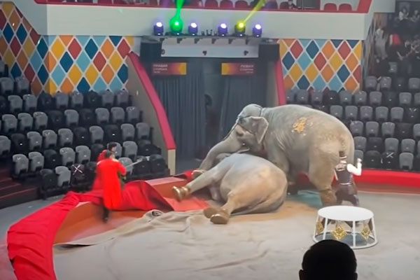 В казанском цирке агрессивная слониха набросилась на рабочего и сломала ему позвоночник