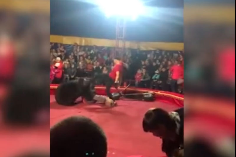 Медведь напал на дрессировщика во время выступления в Карелии. Цирк обвинил зрителей. ВИДЕО