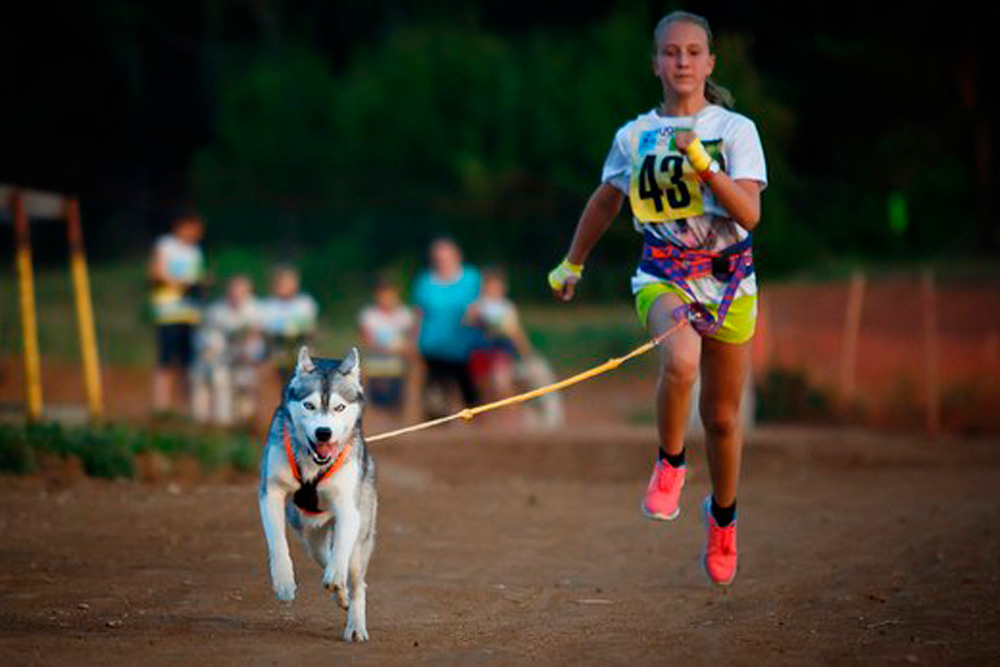 Если вы любите животных и вместе с детьми сто раз смотрели мультфильм о Балто: в библиотеке Каменска пройдет фестиваль ездового спорта