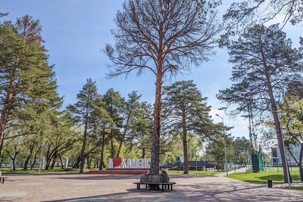 »Вынужденная мера». В Каменске-Уральском в парке «Космос» удалят две сосны