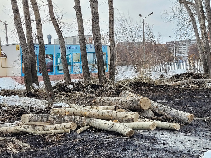 В Каменске-Уральском в рамках предстоящего благоустройства Байновского сада полным ходом ведется вырубка полувековых деревьев