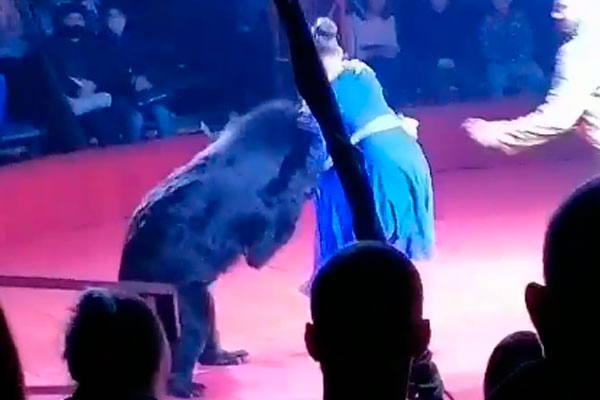 В Орле разъяренный медведь напал на беременную дрессировщицу В Орле разъяренный медведь напал на беременную дрессировщицу