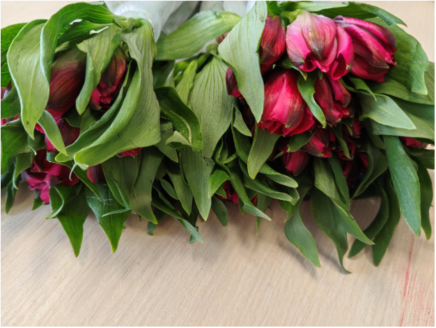 Цветы с сюрпризом: партия заражённых роз с опасным вредителем была уничтожена в Свердловской области | В Свердловской области найден карантинный трипс в импортных срезанных цветах