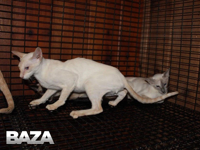 У пассажира «Аэрофлота» погибли две кошки от травм при транспортировке в Шереметьево