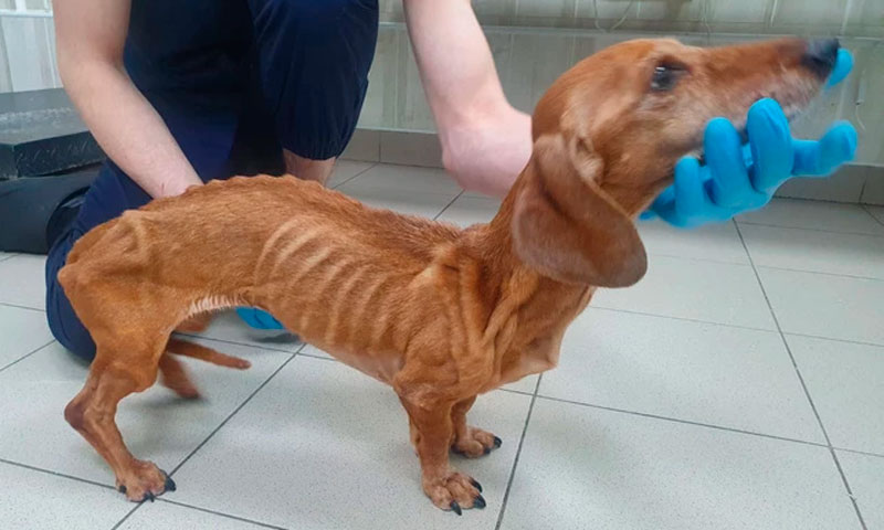 Жительница Каменска-Уральского спасла таксу, брошенную в Первоуральске