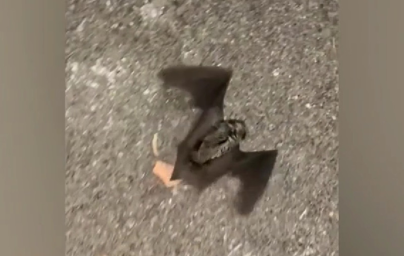 Нашествие летучих мышей зафиксировали жители Каменска-Уральского. Люди снимают видео и даже дают животным имена...