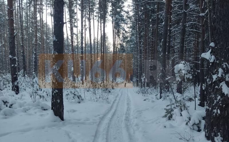 Под Каменском-Уральским нашли останки косули: полиция проверяет факт браконьерства | Под Каменском-Уральским нашли останки косули, начата проверка