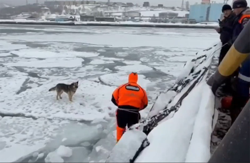 Пушистые на льду: двух собак спасли в Охотском море | На Камчатке спасены собаки, находившиеся на льдине около двух дней