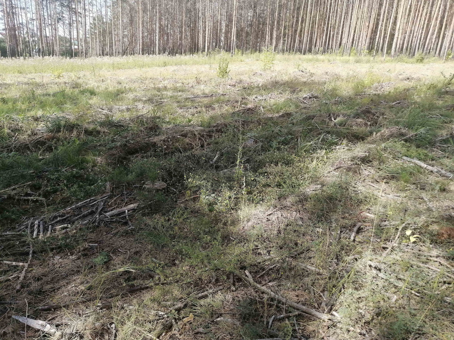 В лесах Каменска-Уральского на днях высадили 2000 молодых сосен — они заняли места на участке, который пострадал от пожаров