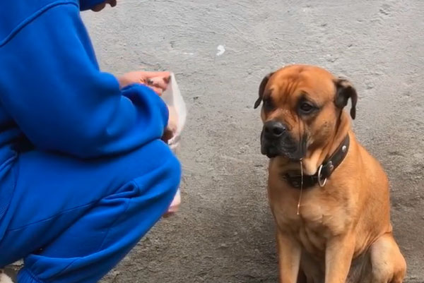 Хатико по-калининградски: собака не уходила с места, где умер её хозяин