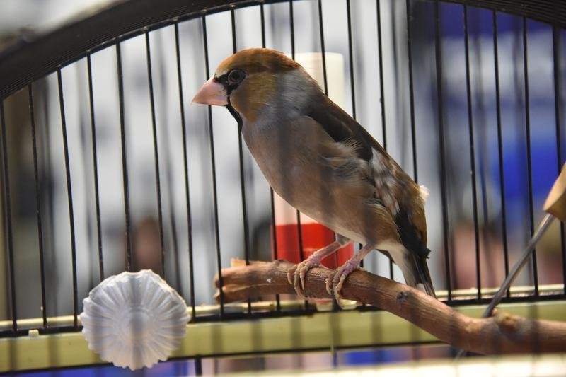 Зоопарк «Птичий остров» размещен в Каменске-Уральском с нарушением — суд обязал руководство выплатить штраф, но в зверинце не согласились...