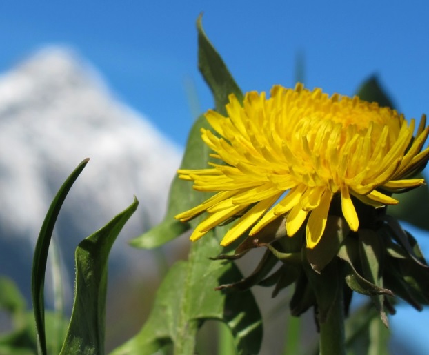 Сорный цветок способен подавить коронавирус — биохимики