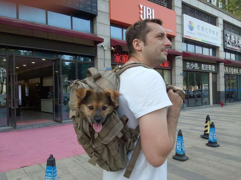Россиянин вернулся в Китай за своими собаками и теперь его не выпускают обратно