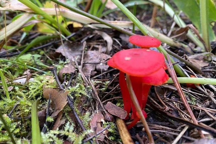 Редкий ярко-красный гриб обнаружили в лесах Свердловской области | Необычный гриб ярко-красного цвета нашли в лесах Урала