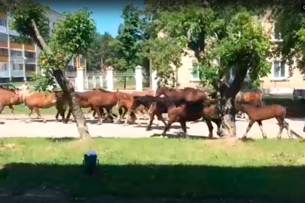 Табун лошадей с жеребятами прошелся среди белого дня по улице Беляева в Каменске-Уральском. Что это было, откуда и куда — неизвестно...