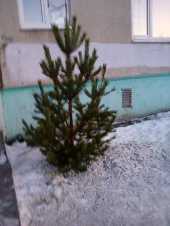 Совесть? Нет, не слышали. Жители Каменска-Уральского начали избавляться от новогодних елок — выбрасывают у подъездов, втыкают в сугробы... Совесть? Нет, не слышали. Жители Каменска-Уральского начали избавляться от новогодних елок — выбрасывают у подъездов, втыкают в сугробы...