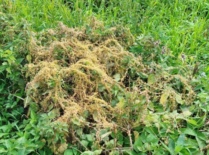 В Свердловской области нашли опасного паразита, отравляющего урожай и скот | В Свердловской области обнаружена повилика — карантинный паразит