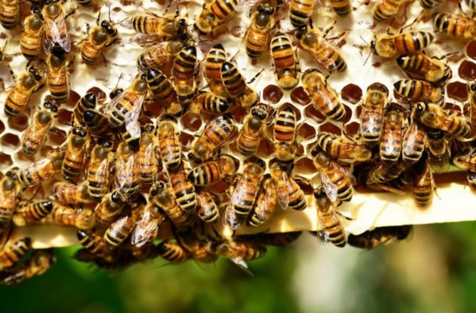 «Летят и дохнут»: эксперт назвал причину массовой гибели пчёл в России