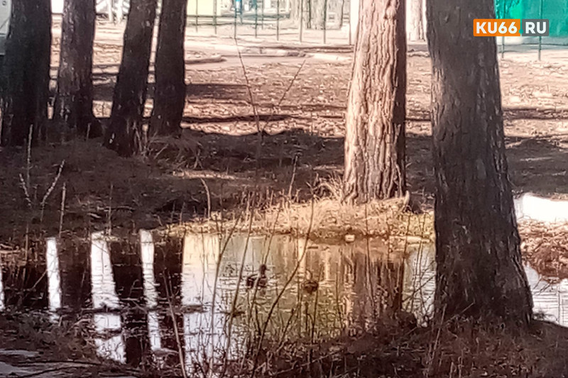 «Это самец и самочка». В парке «Космос» пара уток облюбовала лужу, заросшую ивняком. Пернатых видели и у футбольного поля