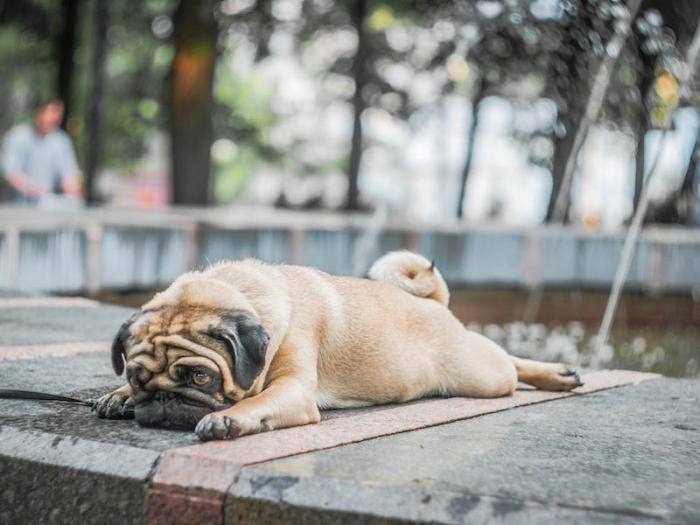 «20 тысяч за таблетки и ноль эффекта»: как помочь собаке при аллергии | Ветеринары рассказали, как действовать при аллергии у собак