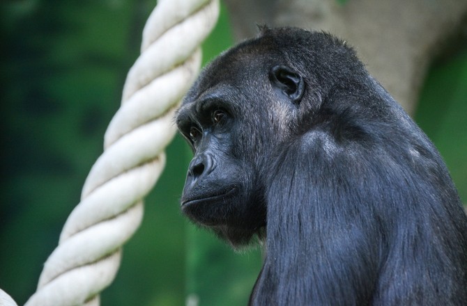 В Таиланде обезьяна украла у туристки сумку с крупной суммой денег и сбросила её с обрыва