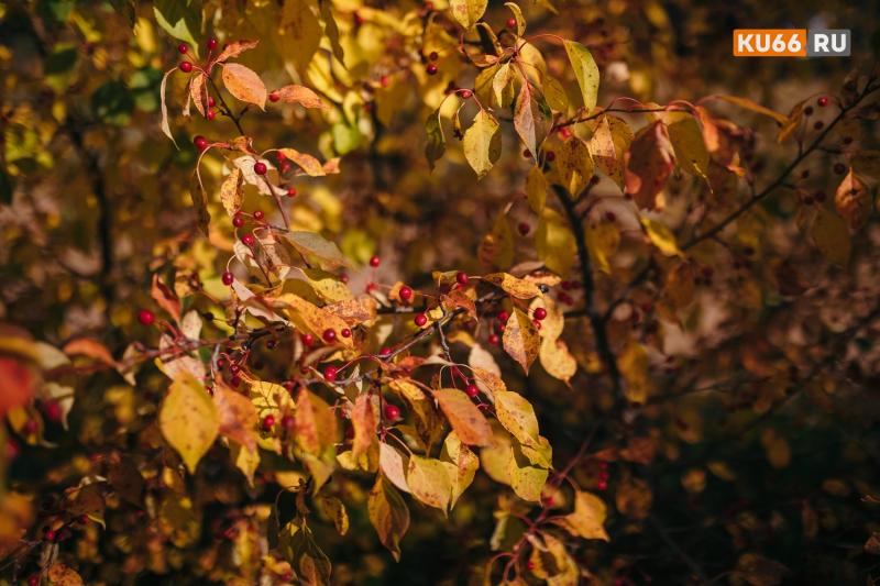 Воздух прогреется до +11 — потом ударят морозы: прогноз погоды с 22 по 24 октября в Свердловской области | Свердловскую область накроет волна тепла перед похолоданием