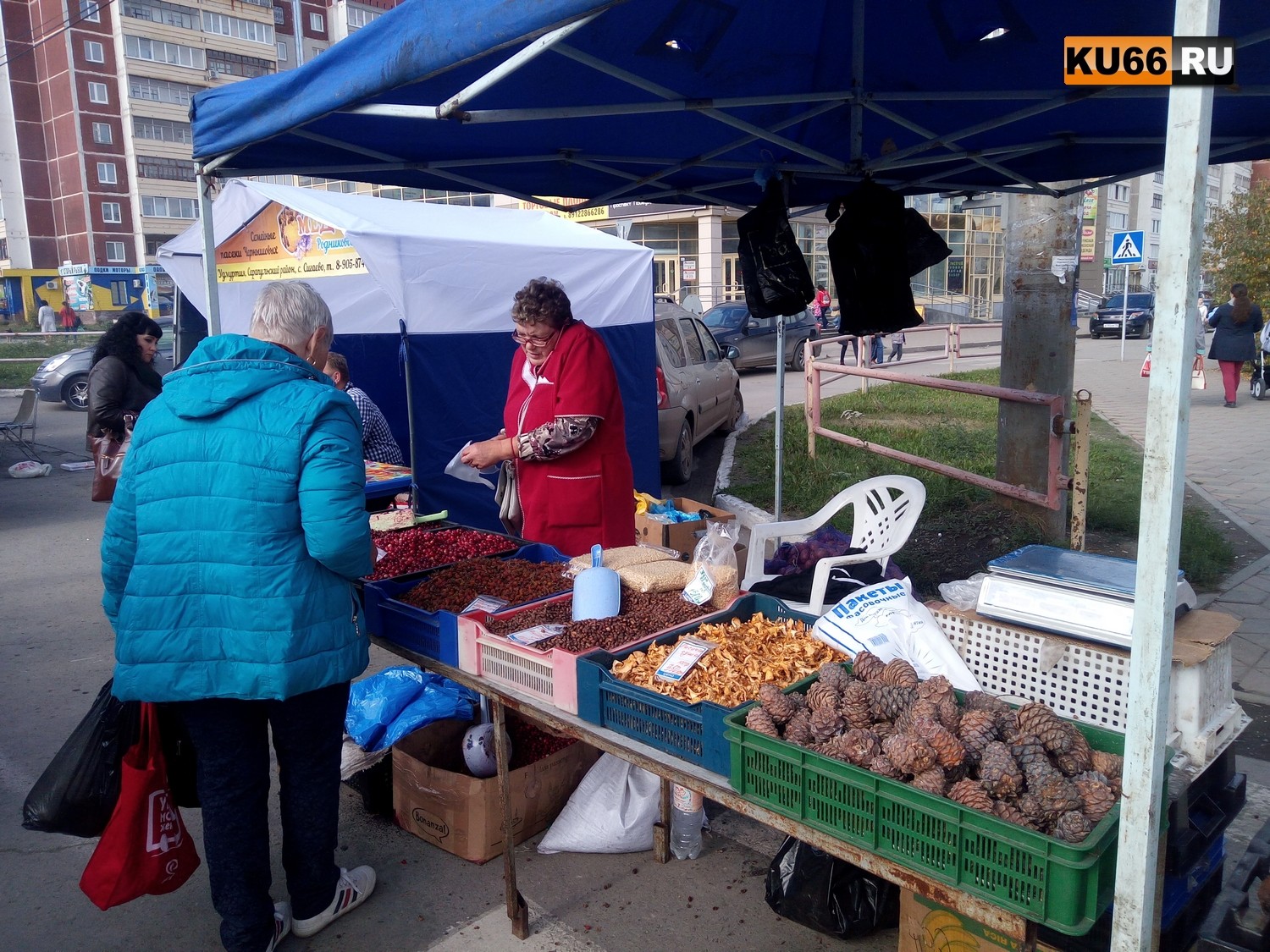 Ярмарка сельскохозяйственной продукции прошла в Каменске-Уральском — сотни жителей пришли, чтобы купить овощи, саженцы и просто отдохнуть