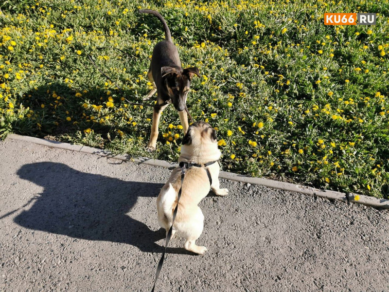 Свердловские волонтеры раскрыли самую оригинальную просьбу мобилизованных