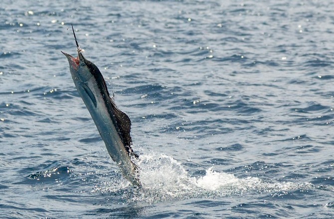 Рыба зарезала 73-летнюю пенсионерку во время рыбалки