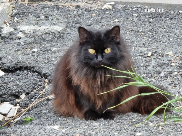 «Хлебом уток не корми, кошек сосисками не угощай»: эксперты рассказали, как не навредить уличным животным | Эксперты объяснили, почему подкармливать уличных животных — опасно