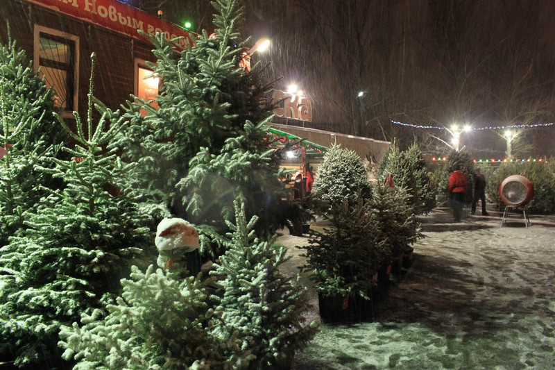 В Каменске-Уральском открылись елочные базары. Рассказываем, где продают лесных красавиц, которые украсят Ваши дома