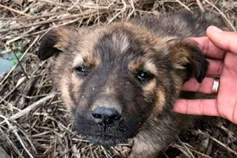 Полицейский отбил маленького щенка от своры больших собак