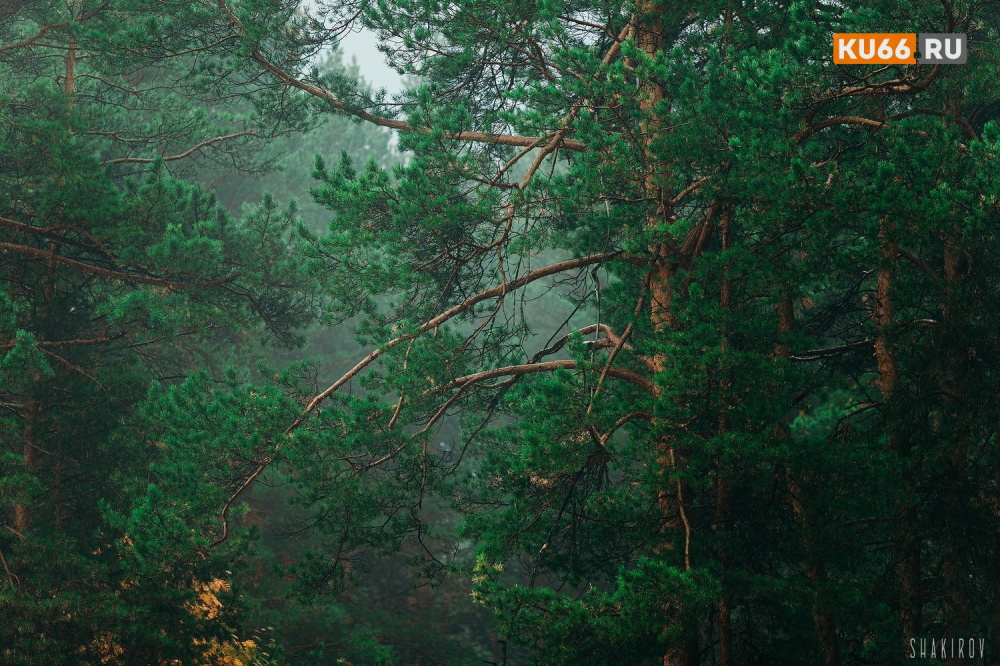 «Полезный опыт»: В Каменске-Уральском состоятся учения по поиску пропавших в лесу | На Урале состоятся учения по поиску пропавших в лесу людей