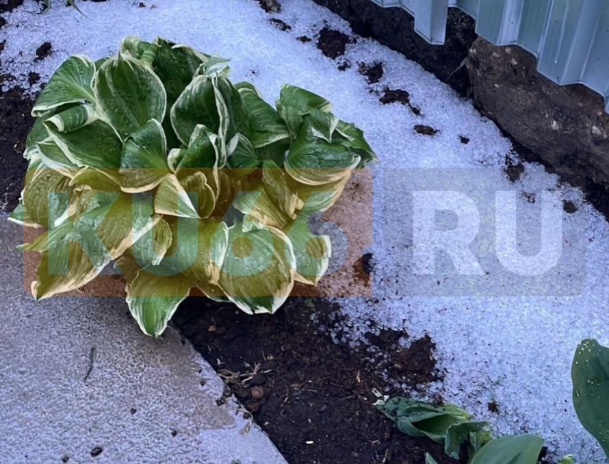 «Побил весь цвет»: Под Каменском-Уральским прошёл град | На Урале прошёл крупный град