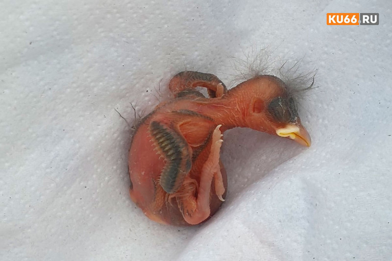 Как школьница под Каменском-Уральским найденного под мостом птенца спасала. Подключились все неравнодушные читатели Портала...