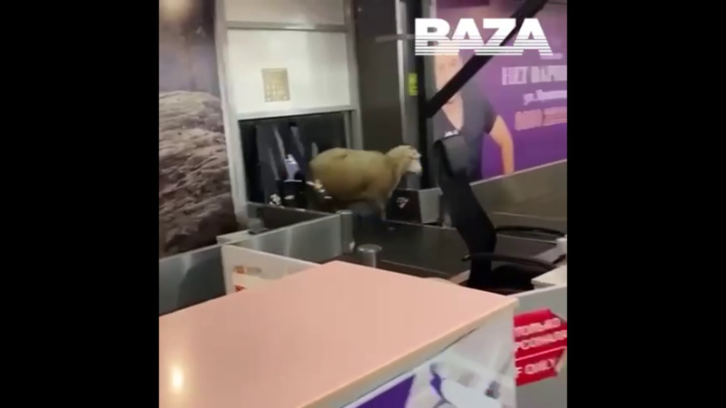 В Махачкале баран пытался нелегально улететь в Петербург