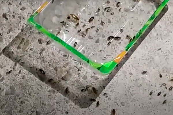 Многоэтажка Каменска-Уральского кишит тараканами. Виноваты неравнодушные люди, которые кормят кошек. ВИДЕО