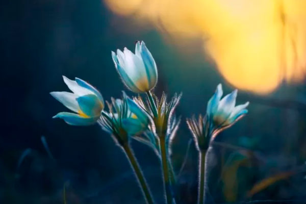 Слабоумие, паралич, потеря слуха: биолог объяснила, чем опасны первые лесные цветы