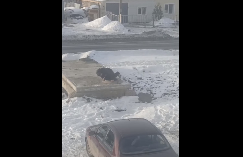 В Каменске-Уральском обнаружили «черепашек ниндзя»