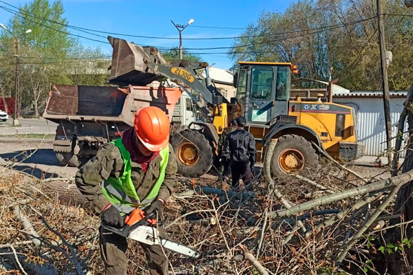 Рабочие, которых активно критиковали, вывозят с улиц ветки и пни от старых деревьев. На полигоне отходы превратят почти «в пыль»